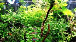 Aquarium mein kleines Amazonas Scape