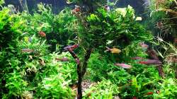 Aquarium mein kleines Amazonas Scape