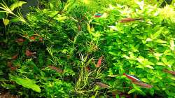 Aquarium mein kleines Amazonas Scape