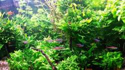 Aquarium mein kleines Amazonas Scape