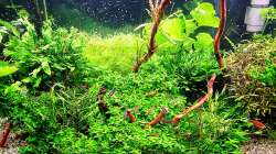 Aquarium mein kleines Amazonas Scape