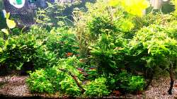 Aquarium mein kleines Amazonas Scape