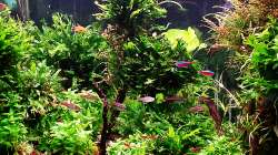 Aquarium mein kleines Amazonas Scape