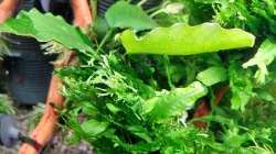 Aquarium mein kleines Amazonas Scape