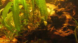 Dekoration im Aquarium Irgendwo im Amazonas