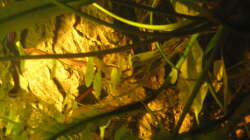 Pflanzen im Aquarium Irgendwo im Amazonas