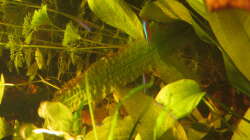 Besatz im Aquarium Irgendwo im Amazonas