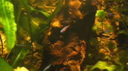 Besatz im Aquarium Irgendwo im Amazonas