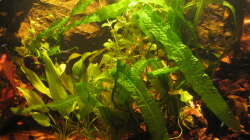 Aquarium Irgendwo im Amazonas