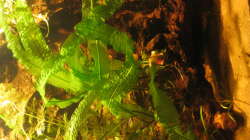 Dekoration im Aquarium Irgendwo im Amazonas