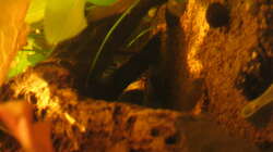 Besatz im Aquarium Irgendwo im Amazonas