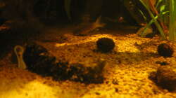 Besatz im Aquarium Irgendwo im Amazonas