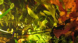 Aquarium Irgendwo im Amazonas