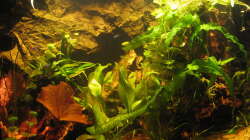 Aquarium Irgendwo im Amazonas