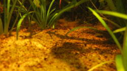 Besatz im Aquarium Irgendwo im Amazonas