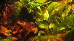 Aquarium Irgendwo im Amazonas