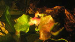 Pflanzen im Aquarium Irgendwo im Amazonas