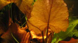 Pflanzen im Aquarium Irgendwo im Amazonas