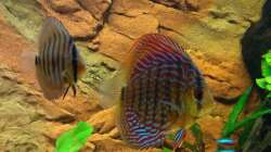 Besatz im Aquarium Fluss Ufer (Nur noch als Beispiel)