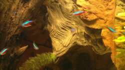 Besatz im Aquarium Fluss Ufer (Nur noch als Beispiel)