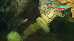 Besatz im Aquarium Fluss Ufer (Nur noch als Beispiel)