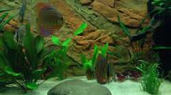 Besatz im Aquarium Fluss Ufer (Nur noch als Beispiel)