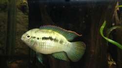 Besatz im Aquarium Fluss Ufer (Nur noch als Beispiel)