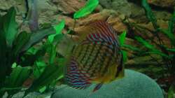 Besatz im Aquarium Fluss Ufer (Nur noch als Beispiel)