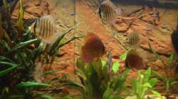 Besatz im Aquarium Fluss Ufer (Nur noch als Beispiel)