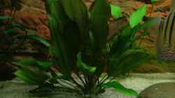 Echinodorus osiris/Rötliche Amazonas-Schwertpflanze
