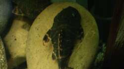 Besatz im Aquarium Fluss Ufer (Nur noch als Beispiel)