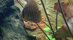 Besatz im Aquarium Fluss Ufer (Nur noch als Beispiel)