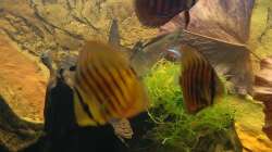 Die 3 Diskus rot/türkis