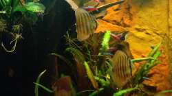 Besatz im Aquarium Fluss Ufer (Nur noch als Beispiel)