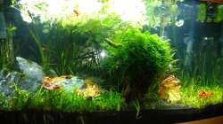 Aquarium Juwel Vision 180