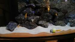 Besatz im Aquarium Malawi Mbuna