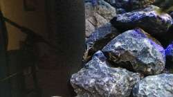 Synodontis Petricola