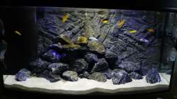 Besatz im Aquarium Malawi Mbuna