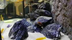 Besatz im Aquarium Malawi Mbuna