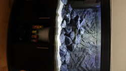 Aquarium Malawi Mbuna