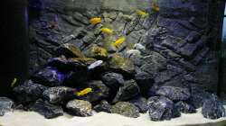 Besatz im Aquarium Malawi Mbuna