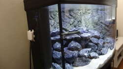 Dekoration im Aquarium Malawi Mbuna