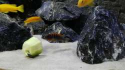 Pseudotropheus Hongi Red Top