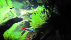 Pflanzen im Aquarium "Luke`s 54" --Aufgelöst--