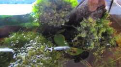 Pflanzen im Aquarium "Luke`s 54" --Aufgelöst--