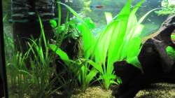 Aquarium "Luke`s 54" --Aufgelöst--
