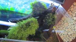 Pflanzen im Aquarium "Luke`s 54" --Aufgelöst--