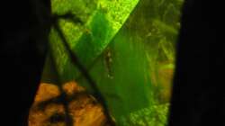 Besatz im Aquarium "Luke`s 54" --Aufgelöst--