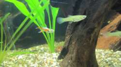 Besatz im Aquarium "Luke`s 54" --Aufgelöst--