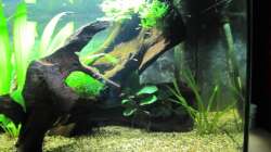 Aquarium "Luke`s 54" --Aufgelöst--